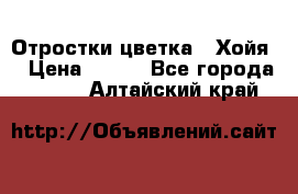 Отростки цветка  “Хойя“ › Цена ­ 300 - Все города  »    . Алтайский край